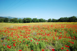 Papaveri e fiore i Iperico